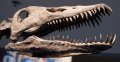 Фосилен зъб на Плезиозавър Zafarasaura Oceanis - Късна Креда (66 - 105.5 Ма), снимка 6
