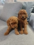 Продавам малки кученца той пудел , снимка 2