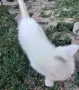 Подаряваме котета., снимка 12