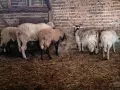 свободни цялото стадо , снимка 5