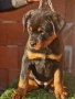 Ротвайлери , снимка 5