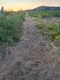 продавам грозде мерло , снимка 1