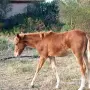 Женско ресаче на 4 месеца, снимка 1