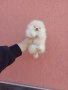 Миниатюрно момиче. Чисто бял мини Померан. Реални снимки !!! , снимка 7