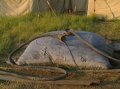 Гумен военен резервоар за вода 1500 литра (мех,круша,балон), снимка 1