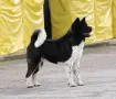 Американска акита кученца, снимка 10