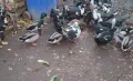 Домашни патици, снимка 4