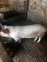 Продавам младо Нерезче 65/70 кг, снимка 1