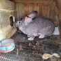 мъжки зайци великани , снимка 5
