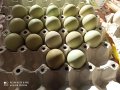 Зелени разплодни яйца от кокошка Великденска носачка Ексел , снимка 5