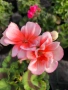 Pelargonium zonale (Моловка праскова), снимка 1