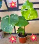 Комплект от три вида monstera, може и по отделно, снимка 12
