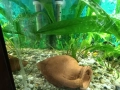 Аквариум , снимка 2