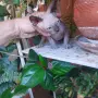 Котка порода сфинкс, снимка 4