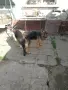 женска немска овчарка , снимка 3