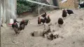 Кокошки Супер Харко и Доминант, снимка 2