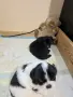 Кученца пекинези, снимка 6