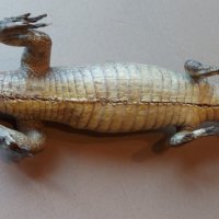 Препариран алигатор, снимка 7 - Антикварни и старинни предмети - 44460534