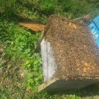Пчелни отводки система Дадан Блат за 2024г, снимка 4 - За пчели - 42851525