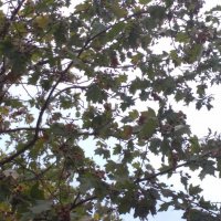 Брекина (Sorbus terminalic) плодно медоносно дърво, снимка 9 - Градински цветя и растения - 30347880