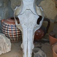 Стар череп от глиган, снимка 1 - Други ценни предмети - 44339783
