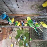 Различни видове папагали, Ферма " Meshi i Sie" , снимка 10 - Папагали - 33912948
