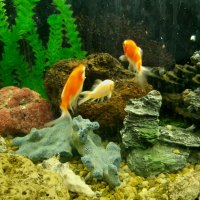 Японски шаран КОИ, златни рибки Шубинкин за езеро и аквариум, снимка 3 - Рибки - 37443844