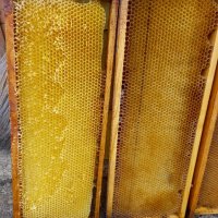 изградени пчелни пити магазинни и фарар, снимка 4 - За пчели - 44472230