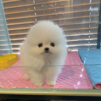 Pomeranian ​ WhatsApp + 359-88-298-17-94, снимка 2 - Померан - 44803877