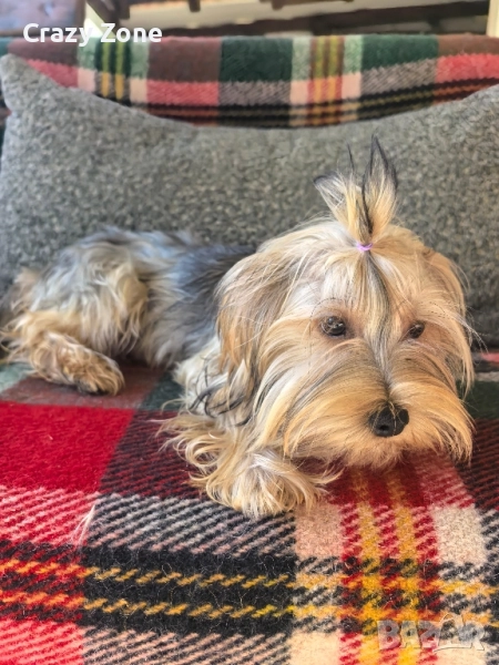 ПОДАРЯВА СЕ Йоркширски териер стандарт, момче, снимка 1