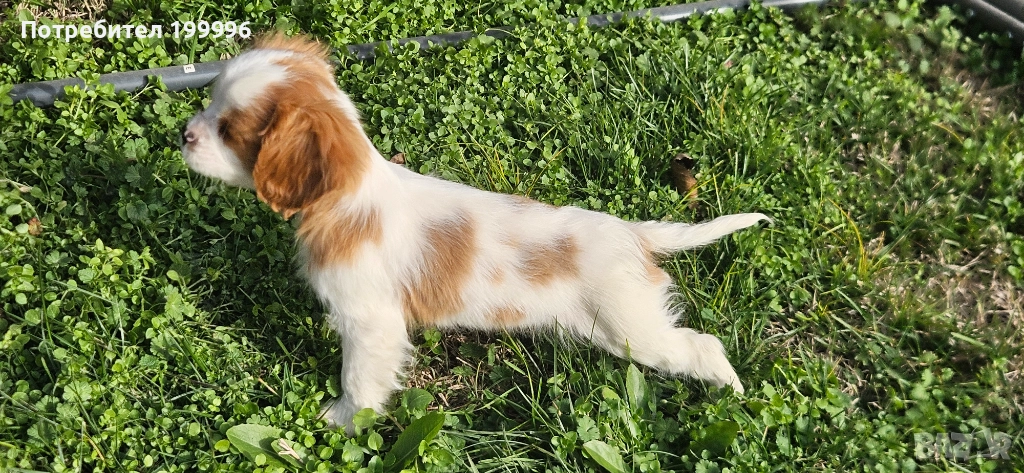 Кавалер кинг чарлз, снимка 1