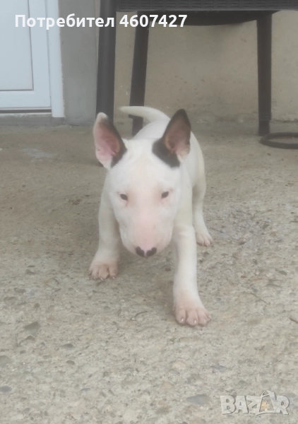 Бултериер, снимка 1