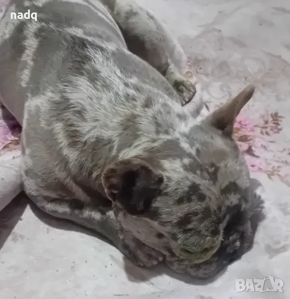 Мъжки френски булдог за разплод, снимка 1