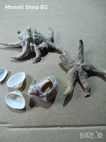 Океански дарове, снимка 1