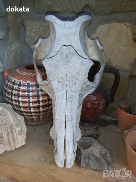 Стар череп от глиган, снимка 1