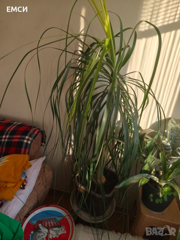 Продавам кактуси, НОЛИНА, снимка 1