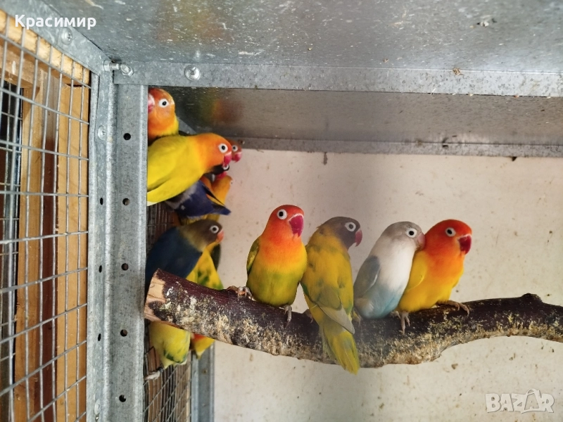 различни видове птици , снимка 1