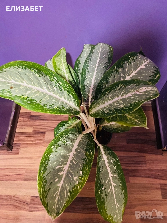 Aglaonema, снимка 1