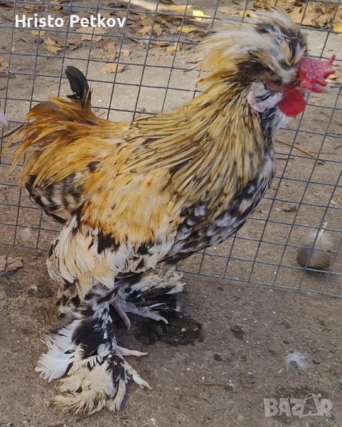 Продавам Чифт Струмски Бантам , снимка 1