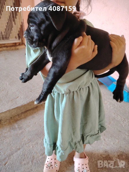 Продава се Кане корсо 2 мъжки 1 женско, снимка 1