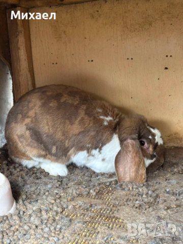 Кочовати зайци