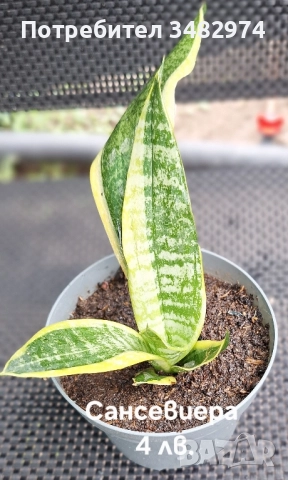 Предлагам стайни растения, снимка 13 - Стайни растения - 52260638