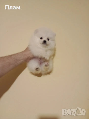 Померани. Реални снимки от 15.04.26 г. , снимка 4 - Померан - 54209458