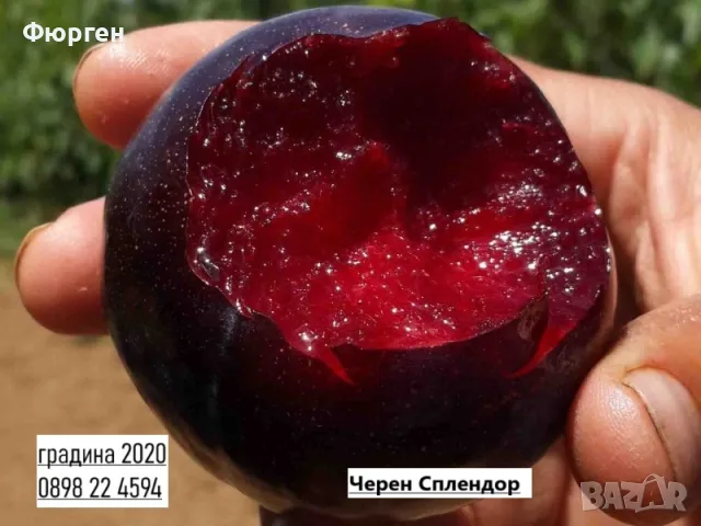 Слива Черен Сплендор - BLACK SPLENDOR