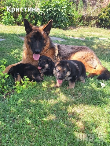 Немски овчарки, снимка 1