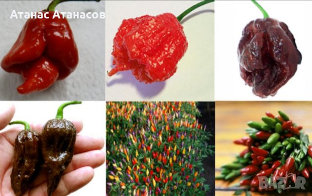 Семена от шестте най-лютите чушки на планетата : 1. Каролина Рийпър (Carolina Reaper) Средна лютивин, снимка 1 - Други - 36894177