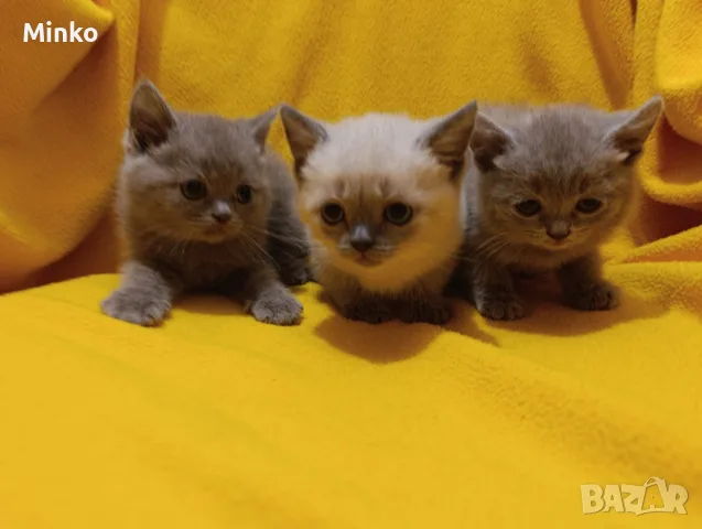 Котета от порода Руска синя котка !, снимка 9 - Руска синя котка - 56255721