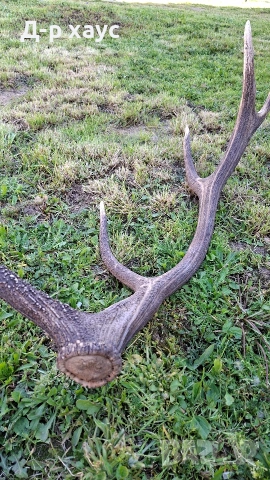 Еленски рог единичен 100см, снимка 4 - Декорация за дома - 54304391