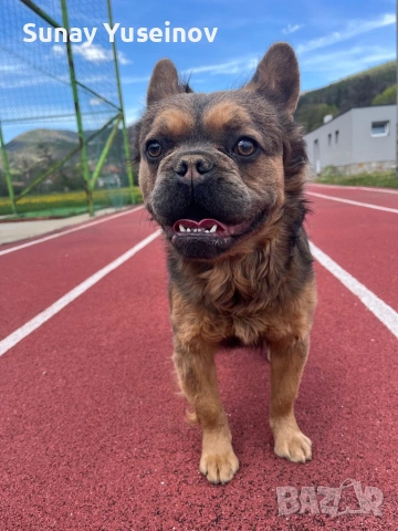 Мъжки френски булдог за разплод, снимка 10 - Френски булдог - 54304209