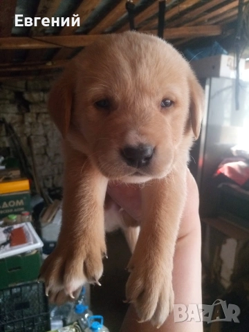 Чистокръвни лабрадори, бежови и златни, снимка 2 - Лабрадор ретривър - 54129833